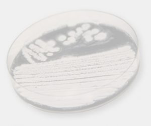 Plate growing bacteria
